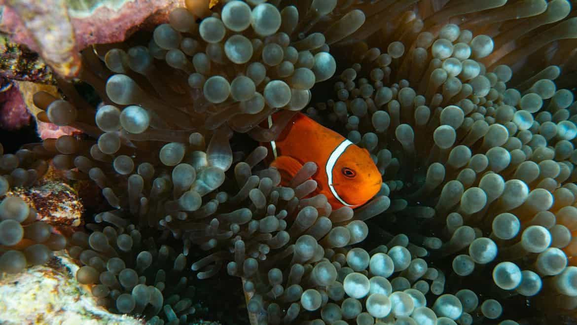 Underwater Image 2